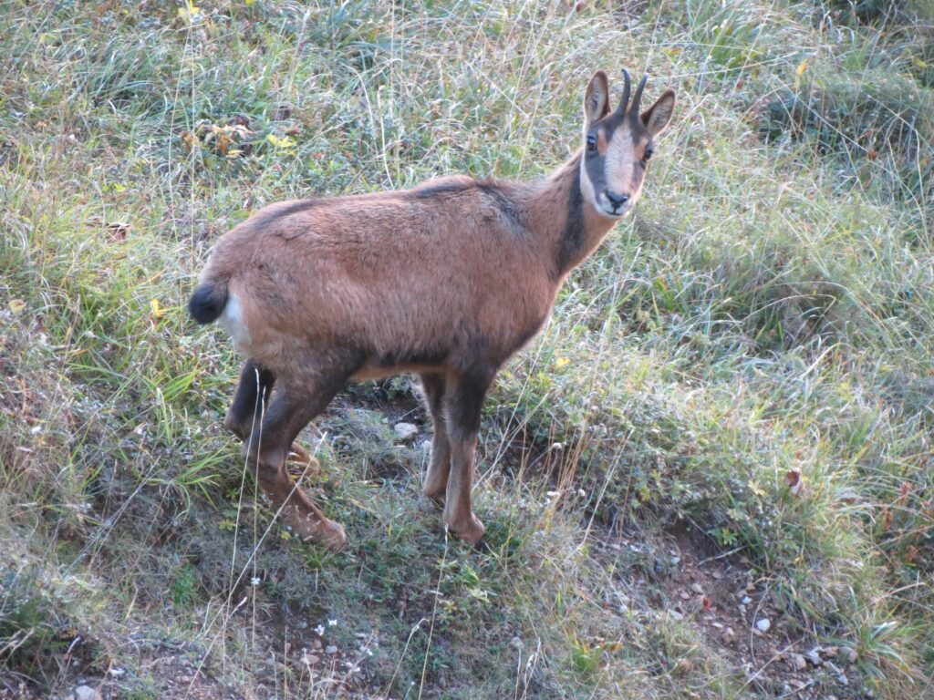 valle-valdeon-picos-europa