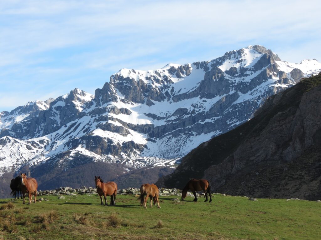 YEGUAS reservas en cain de Valdeón