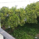 Jardines del Alcázar de los Reyes Cristianos